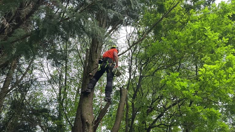 North Crossett, AR  Tree Services Company