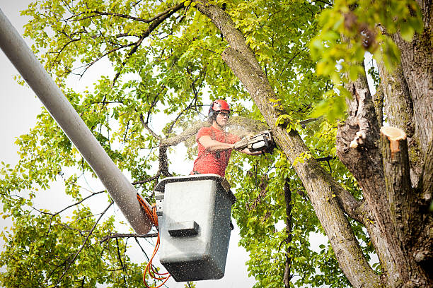 Why Choose Our Tree Removal Services in North Crossett, AR?